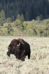 Buffalo in Meadow