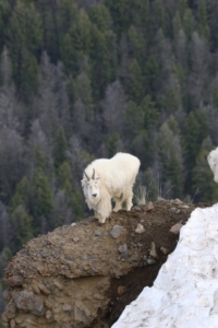 Mountain Goat on Ridge
